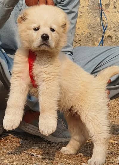 Central Asian Shepherd | King alabai | alabai dog | alabai puppies