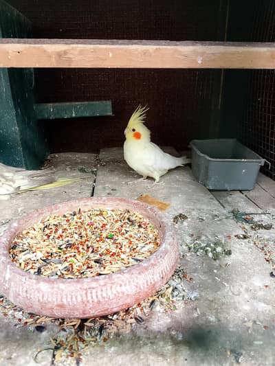 ful breader 2 famle 03061358121