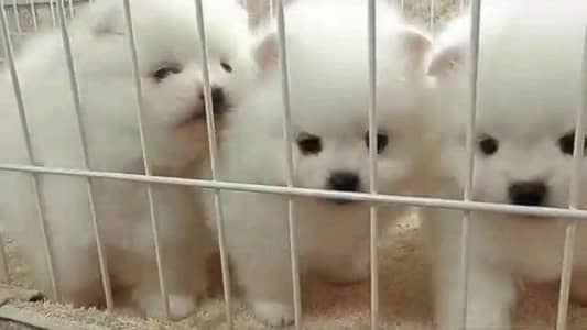 pomeranian helthy and happy puppies dog for sale