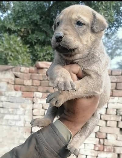 pure bagiyari male puppy