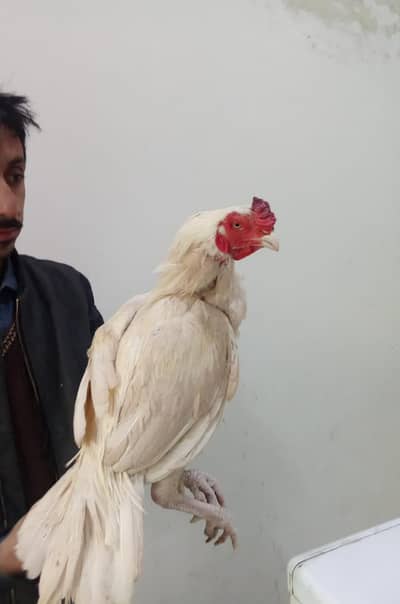 high quality aseel pair white NOK nalli Madi andon ke liye taiyar hai