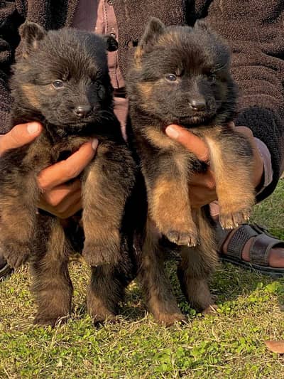German Shepherd | long coat german Shepherd | gsd puppies pair | dog