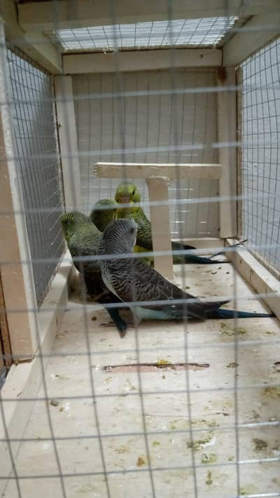 Black wing self piece available for sale