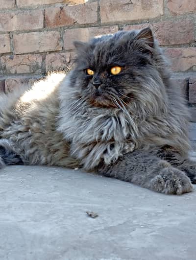Grey Persian Male Cat Breeder for Sale Tripple Coat Punch Face