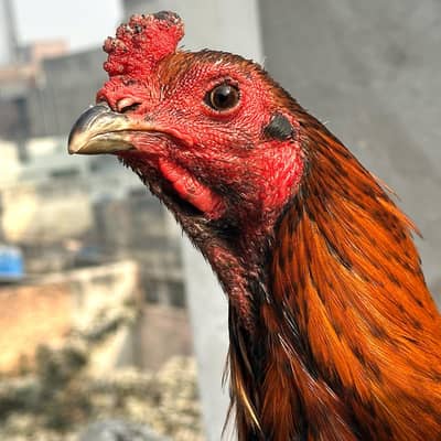 Imp pakoya trad male