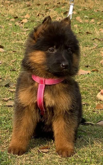long coat german Shepherd | black n tan german Shepherd puppy | gsd