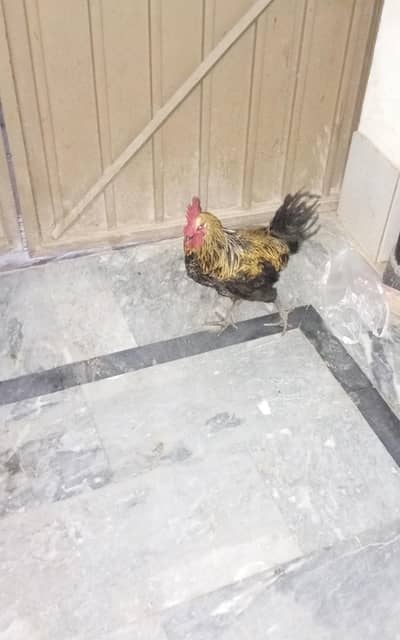 good condition murga desi