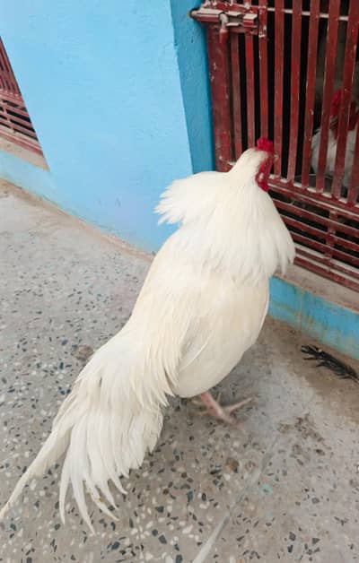 Paper white aseel pairs | Heera pairs | Heera male | Heera female