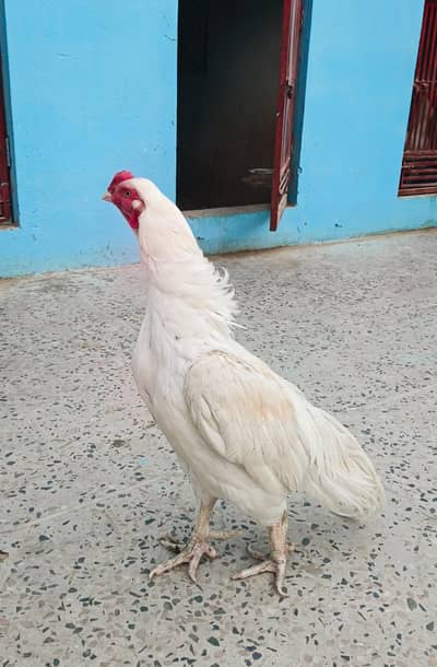 Paper white aseel  2 pairs | Heera pairs | Heera male | Heera female