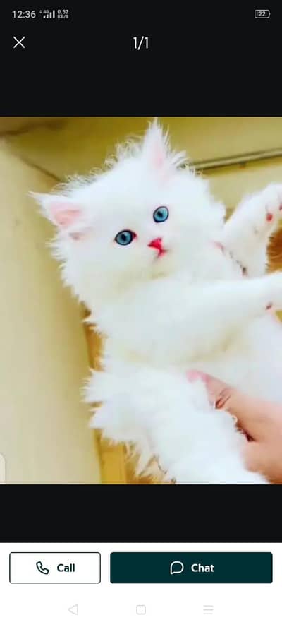 Persian kittens for sale My Whatsapp Number 0334*4278*291