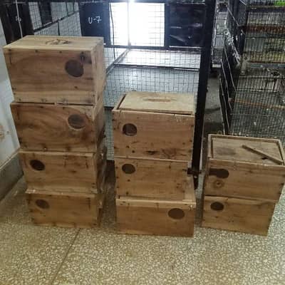 Breeding Box lovebirds