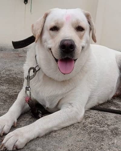 Labrador Breeder Female pedigree