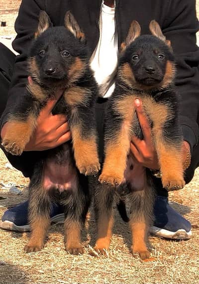 double coat German Shepherd | German Shepherd puppies pair  |gsd puppy