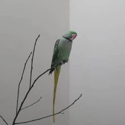 Lost Raw Parrot