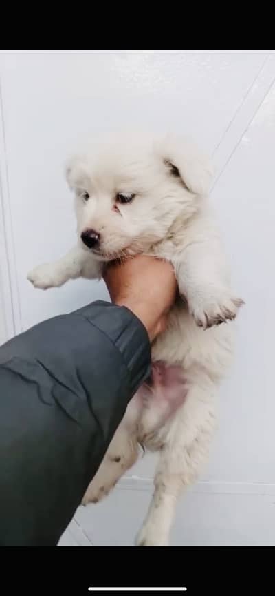 Maltese puppy male