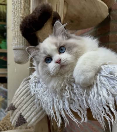 Imported ragdoll