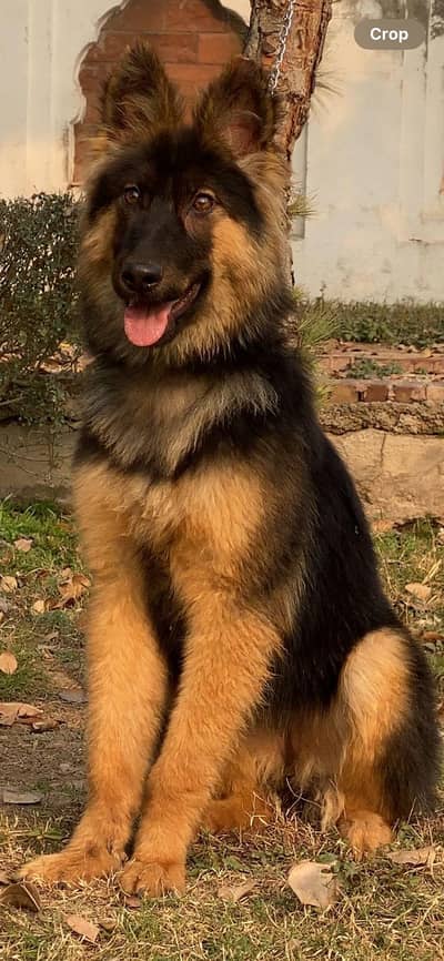 German Shepherd dog | GSD Dog | security dog | long coat Shepherd