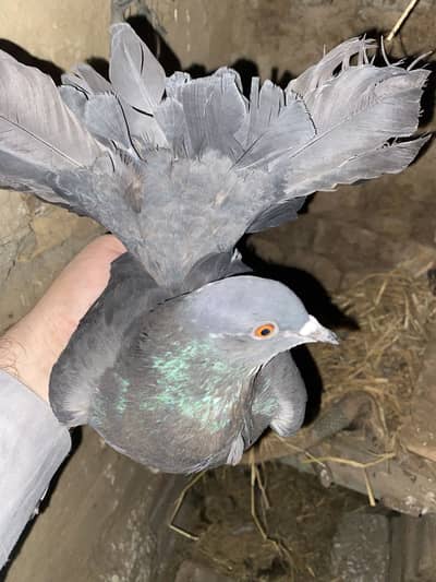 top quality faintail  female 03115733578