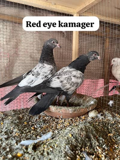 Breedar male female high flying pigeon par pcs price