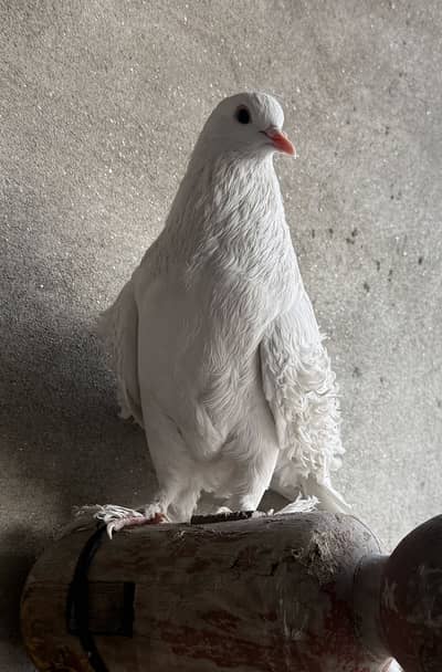 White Frillback Fancy Pigeons (Pair) for Sale