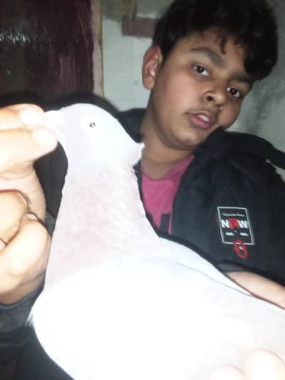 Good health and active brown withe female hai fancy male hai