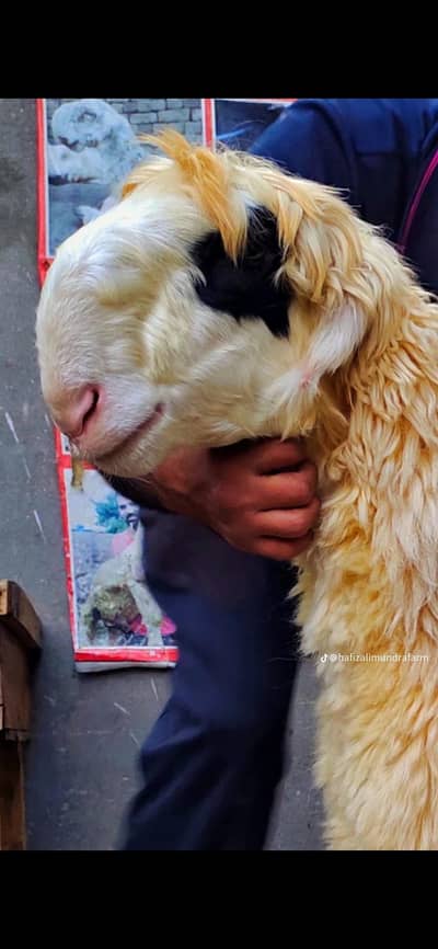 Pure and Active Mundra