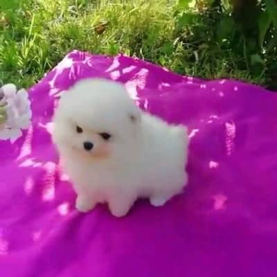 pomeranian Russian German shepherd puppies dog for sale