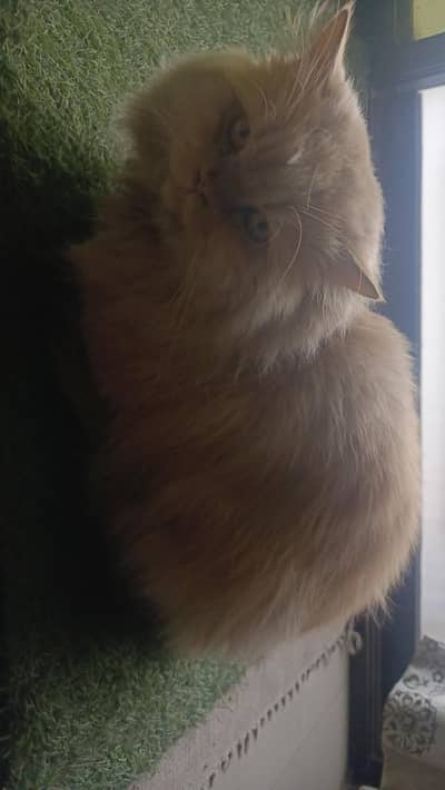 Persion Cat Triple Coat