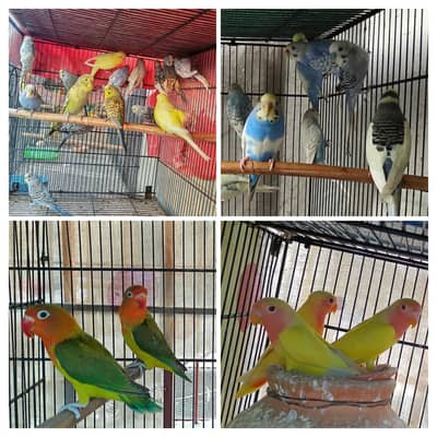 Budgies Fisher and Lutino