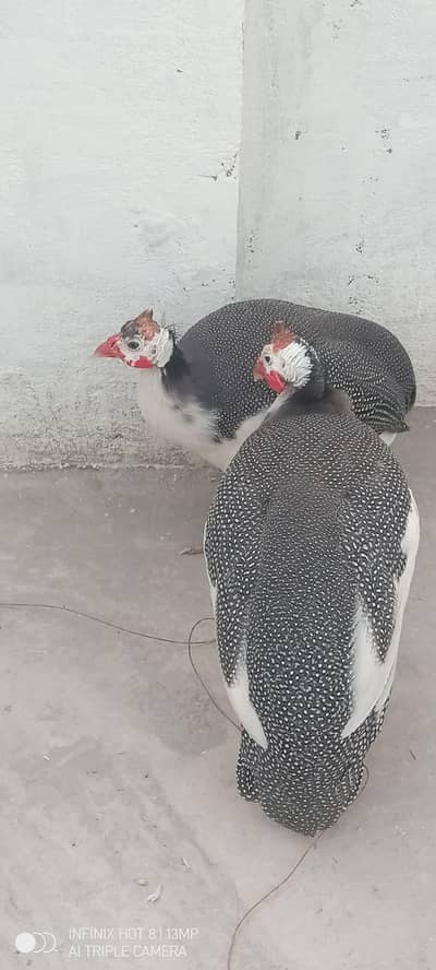 gheine fowl for sale