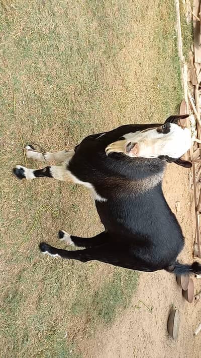 Young Tedda Abluck Goat Breeder