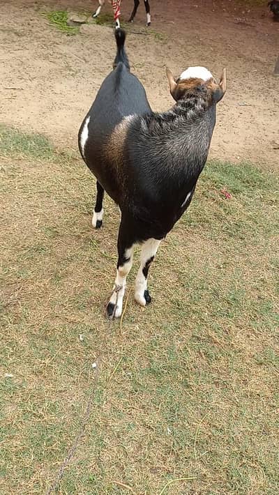 Pointed Tedda Breeder Male Female and Kid for Sell
