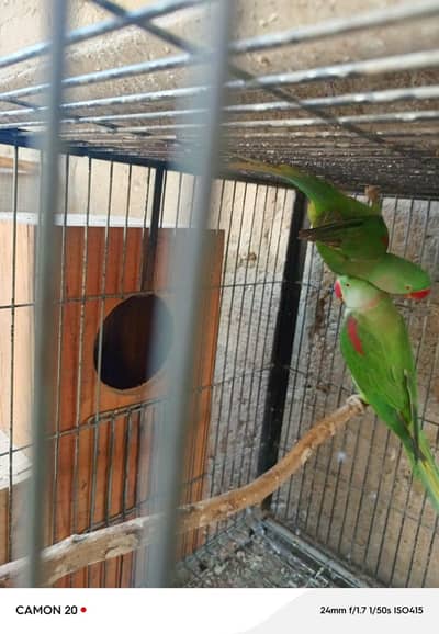 new breeding par contact number 0336 3218581