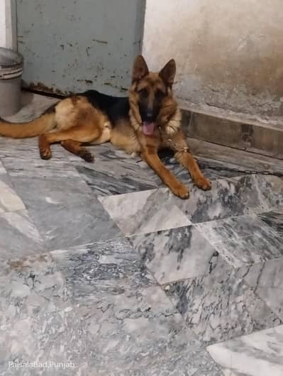 Garman shaft dog stock cort dark color