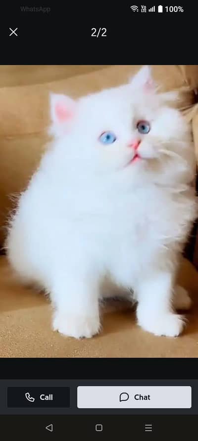 Persian kittens for sale My Whatsapp Number 0334*4278*291