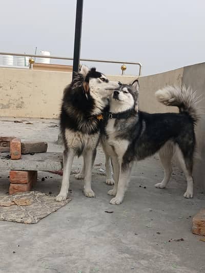 Husky breader pair for sale