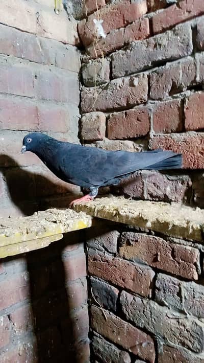 pigeon