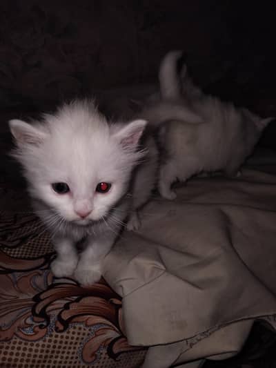 white pets for sale