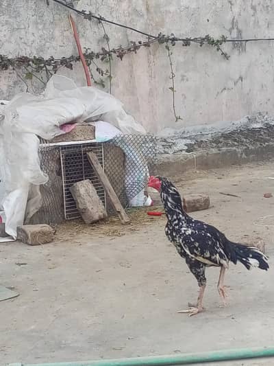 bargaining available mianwalli lasani ful chutki on heat kami peshi ha