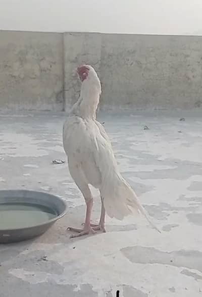 Heera male phata for sale