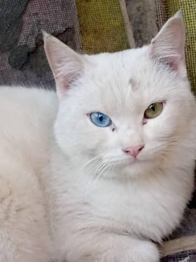 Persian cat for sale