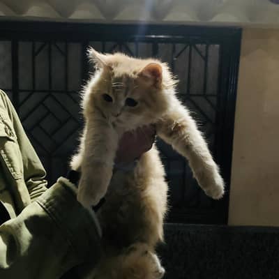 tripple coated persion kitten