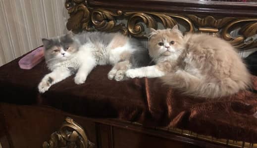 Punch Face Persion kittens - Blue Eyed