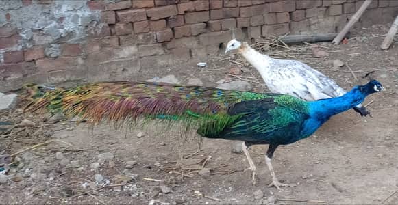 Peacocks healthy pair sale