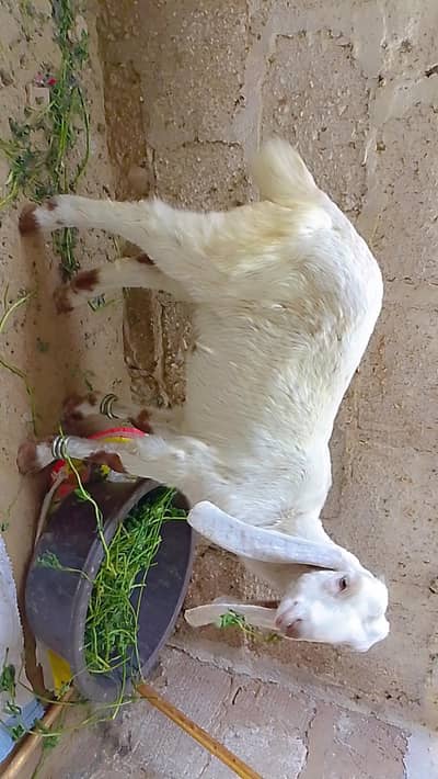 Gulabi Kid Healthy and active