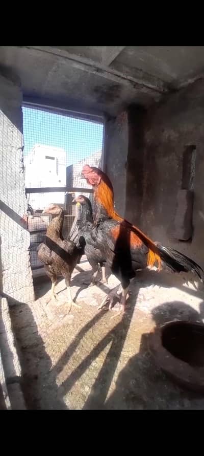 thai aseel cross and heritage astrolope chicks available