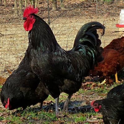 thai aseel cross and heritage astrolope chicks available