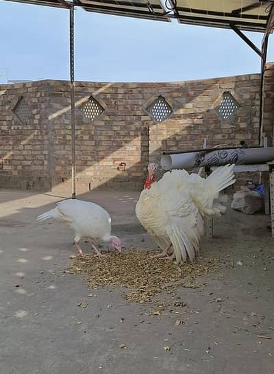 Broad Breasted White pair for sale