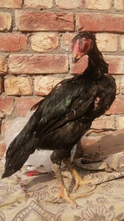 100% Pure Aseel Pathi .  Hint + burmi