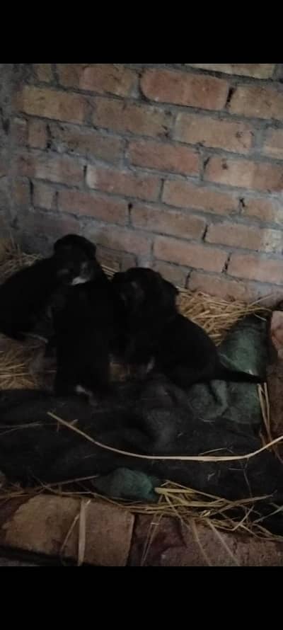 German shepherd puppies for sale